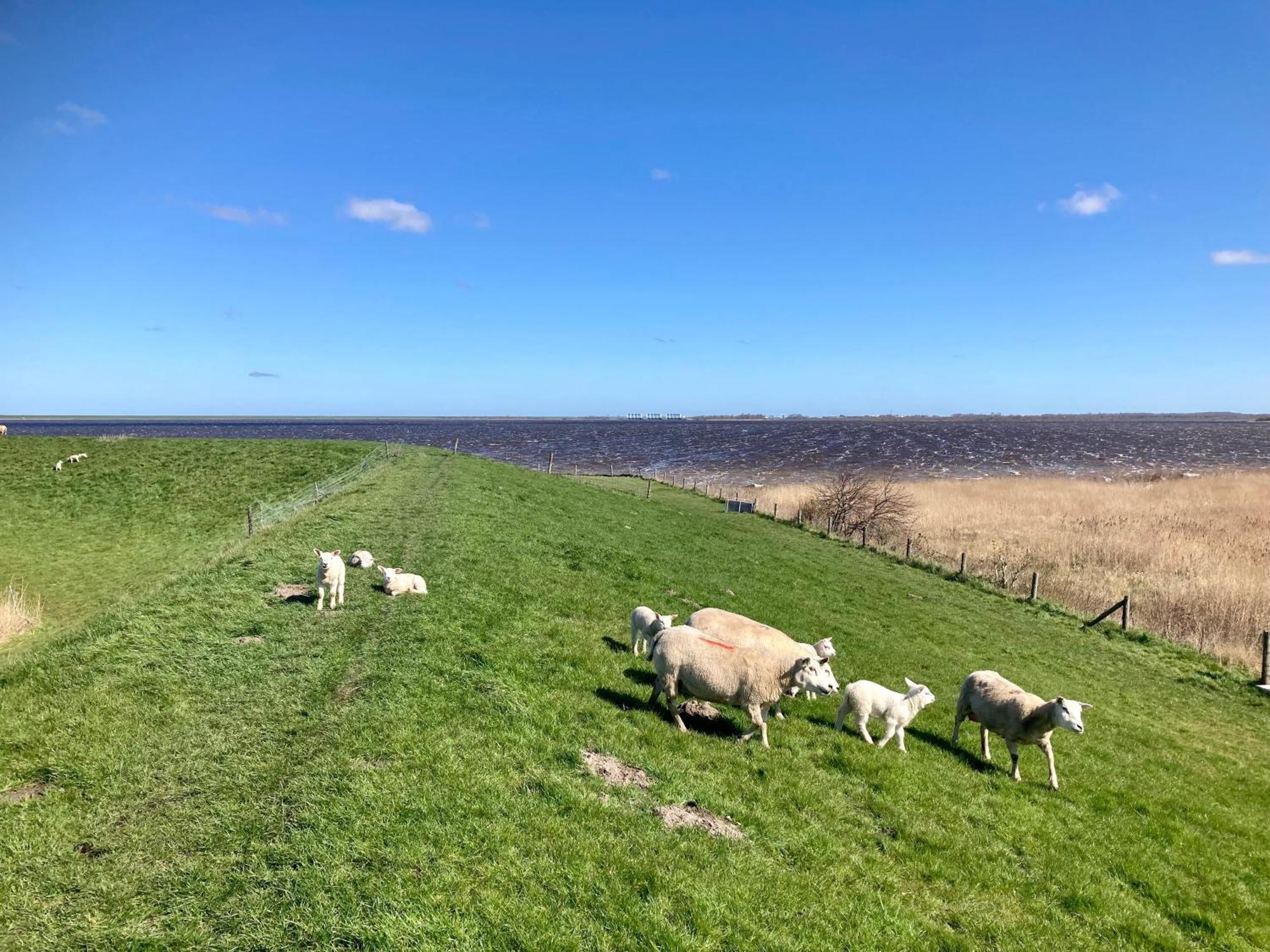 Haus Gaby Direkt Am Lauwersmeer Anjum Екстериор снимка